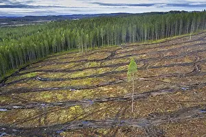 Top Down Prints: Aerial view over clearcut showing caterpillar tracks