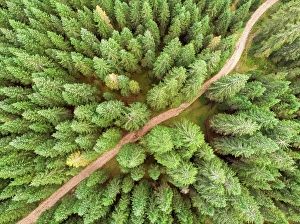 Slovenia Prints: Aerial view above countryside road crossing pine forest in Slovenia