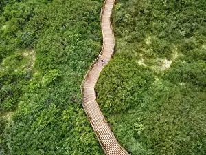 Green Color Prints: Aerial view couple walking on wooden boardwalk among green trees