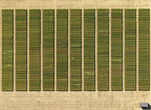 Sun Light Prints: Aerial view of crops in agricultural landscape
