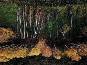Alley Prints: Aerial view of damaged section of field windbreak in autumn