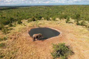 Animal Wildlife Prints: Aerial View of an elephant near a lake at Balule Nature Reserve