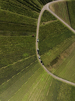 Aerial Prints: Aerial view of fanning green rows of vineyard grapevines with vehicles along a curved road