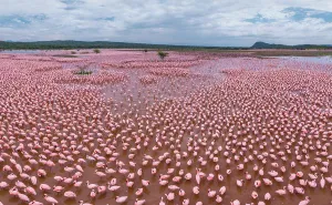 Flamingo Prints: Aerial view of flamingos on Lake Bogoria, Kenya