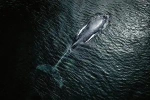 Giant Prints: Aerial view of Gray Whale in Pacific ocean near Mexican shore, Baja California Sur, Mexico
