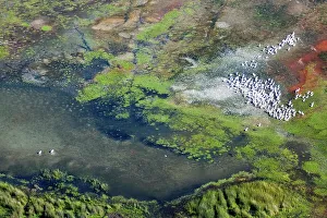 Outdoor Outdoor Prints: Aerial view of Great White Pelican Pelecanus onocrotalus} breeding colony in the iSimangaliso Wetland Park