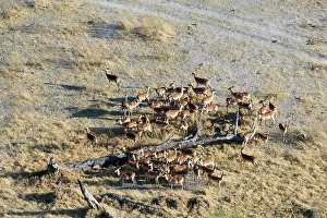 Herd Prints: Aerial view of impala (Aepyceros melampus) gathering around fallen tree