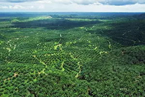 Malaysia Prints: An aerial view of a large oil palm plantation