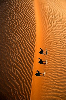 Dubai Prints: Aerial view of a line of camels casting shadows while walking in the Arabian Desert near the city of Dubai