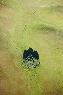 Isolation Prints: Aerial view of lone tree on hillside, California