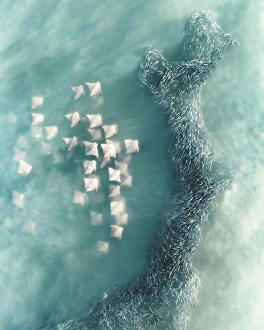 Shoal Prints: Aerial view of Manta Rays swimming in open waters with a shoal of fish along the coral reef