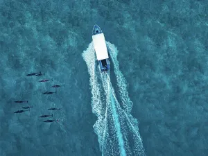 School Of Fish Prints: Aerial view of motorboat passing near pod of dolphins in blue sea