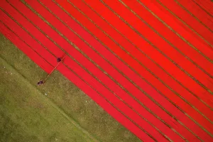 Forms Prints: Aerial view of two people working in a field stretching red cloth in Narsingdi