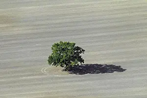 Top Down Prints: Aerial view over solitary English oak