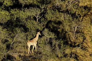 Wildanimal Prints: Aerial view of South African giraffe or Cape giraffe (Giraffa camelopardalis giraffa)