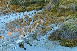 Wildanimal Prints: Aerial view of South African giraffe or Cape giraffe (Giraffa camelopardalis giraffa)