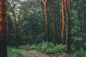 Green Color Prints: Aerial view of summer green trees in forest in mountains