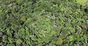 Tropical Prints: Aerial view of the tropical forest near Iguazu falls