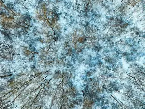 Weather Prints: Aerial view from above of winter forest covered in snow. Pine tr