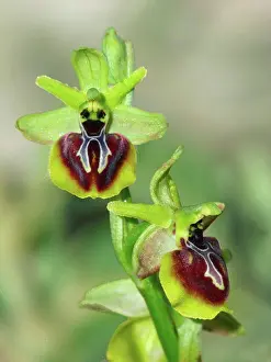 Blooms Prints: Aesculapi's Early Spider Orchid (Ophrys aesculapii) close-up of flowers