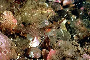 Marine Prints: Aesop Shrimp (Pandalus montagui) adult