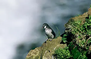Sits Prints: aethia pusilla, least auklet