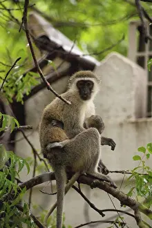 Augen Prints: Affen gang in Kenya, Africa. Monkeys