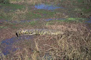 Swamp Prints: Africa. Botswana. Chobe National Park. Nile Crocodile