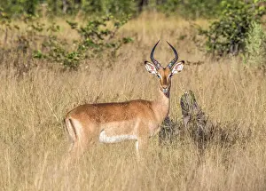 Impala Prints: Africa, Botswana, Okavango Delta