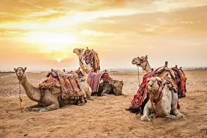Africa, Egypt, Cairo. Giza plateau. Camels at the Great Pyramids of Giza