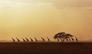 Herd Prints: Africa, Kenya, Giraffes walking in savannah at sunset in Amboseli National Park
