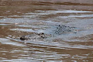 Crocodile Prints: Africa, Kenya, Masai Mara, close up of Nile Crocodile (Crocodilus niloticus) in water