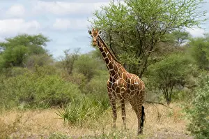 Huge Prints: Africa, Kenya, Meru National Park, reticulated giraffe in the tall grassland