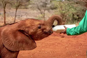 Baby Animal Prints: Africa, Kenya, Nairobi
