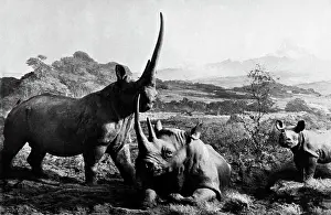 Africa, kenya, rhinos, 1920