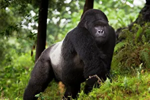 Endangered Prints: Africa, Rwanda, Akarevuro