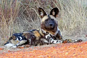 Canidae Prints: Africa, South Africa, Madikwe Private Game Reserve