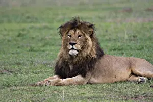 East Africa Prints: Africa, Tanzania, Lion (Panthera leo) with a regal air