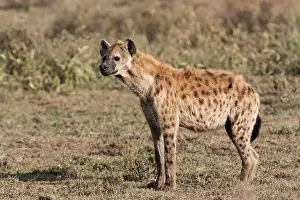 Carnivorous Prints: Africa, Tanzania, Serengeti. Spotted hyena (Crocuta crocuta)