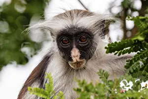 East Africa Prints: Africa, Tanzania, Zanzibar, Jozani Chakwa Bay National Park. Red colobus monkey in tree.