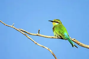 Natural Preserve Prints: African bee-eater (Merops apiaster), South Africa, Africa