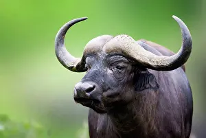 Kruger Prints: African buffalo