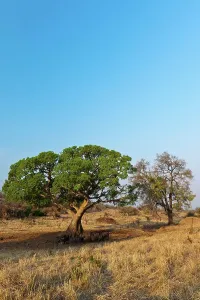 African buffalo, affalo or Cape buffalo (Syncerus caffer) under a ficus (Fig) tree