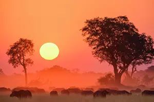 No Person Prints: African buffalo (Cape Buffalo) (Syncerus caffer)