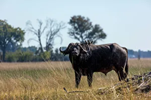 Wildanimal Prints: African buffalo or Cape buffalo (Syncerus caffer) with red-billed oxpecker (Buphagus erythrorhynchus) on its back