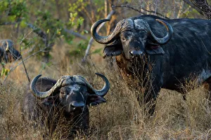 African buffalo, also know as Cape Buffalo (Syncerus caffer)