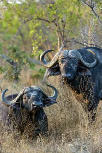Naturalresource Prints: African buffalo, also know as Cape Buffalo (Syncerus caffer)