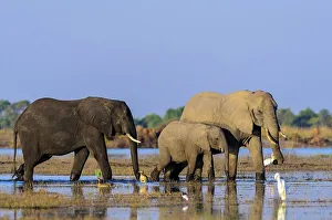 Ivory Prints: African bush elephant or African savanna elephant (Loxodonta africana)