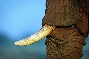 Roger De La Harpe Prints: African bush elephant or African savanna elephant (Loxodonta africana)