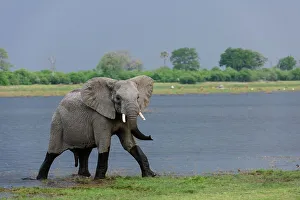 African Bush Elephant or African Savanna Elephant (Loxodonta africana)